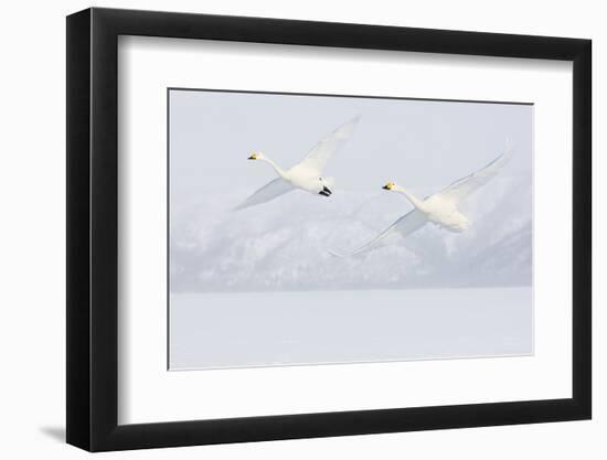 Japan, Hokkaido, Lake Kussharo. Two Whooper Swans flying-Hollice Looney-Framed Photographic Print