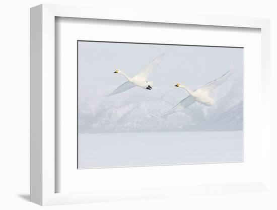 Japan, Hokkaido, Lake Kussharo. Two Whooper Swans flying-Hollice Looney-Framed Photographic Print