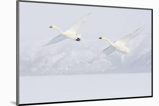 Japan, Hokkaido, Lake Kussharo. Two Whooper Swans flying-Hollice Looney-Mounted Photographic Print