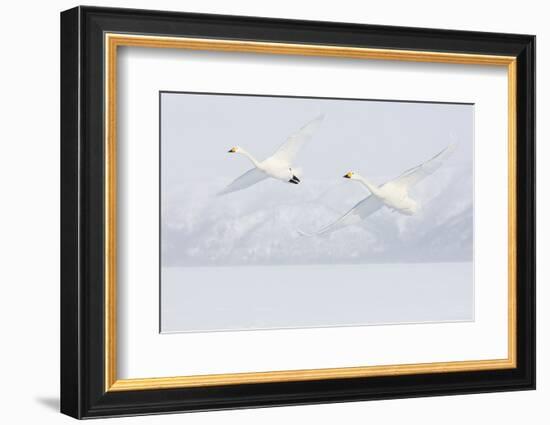 Japan, Hokkaido, Lake Kussharo. Two Whooper Swans flying-Hollice Looney-Framed Photographic Print