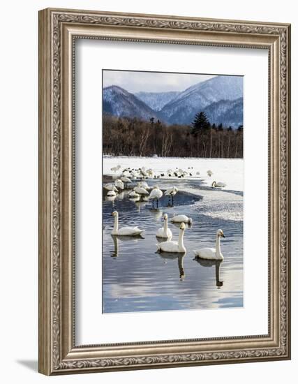 Japan, Hokkaido, Lake Kussharo. Whooper Swans swimming in lake-Hollice Looney-Framed Photographic Print