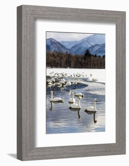 Japan, Hokkaido, Lake Kussharo. Whooper Swans swimming in lake-Hollice Looney-Framed Photographic Print