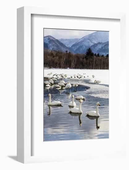 Japan, Hokkaido, Lake Kussharo. Whooper Swans swimming in lake-Hollice Looney-Framed Photographic Print