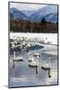 Japan, Hokkaido, Lake Kussharo. Whooper Swans swimming in lake-Hollice Looney-Mounted Photographic Print