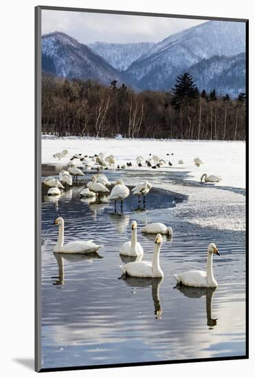 Japan, Hokkaido, Lake Kussharo. Whooper Swans swimming in lake-Hollice Looney-Mounted Photographic Print