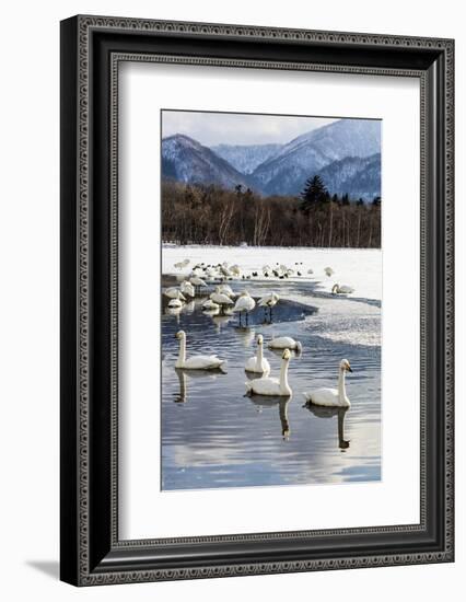 Japan, Hokkaido, Lake Kussharo. Whooper Swans swimming in lake-Hollice Looney-Framed Photographic Print