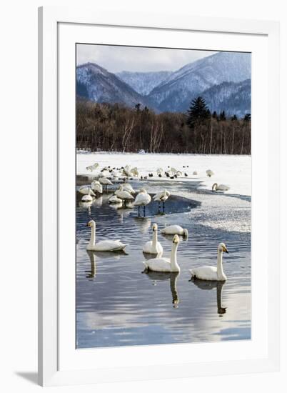 Japan, Hokkaido, Lake Kussharo. Whooper Swans swimming in lake-Hollice Looney-Framed Premium Photographic Print