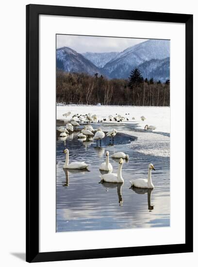 Japan, Hokkaido, Lake Kussharo. Whooper Swans swimming in lake-Hollice Looney-Framed Premium Photographic Print