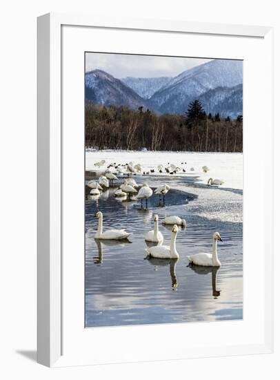 Japan, Hokkaido, Lake Kussharo. Whooper Swans swimming in lake-Hollice Looney-Framed Premium Photographic Print