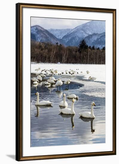 Japan, Hokkaido, Lake Kussharo. Whooper Swans swimming in lake-Hollice Looney-Framed Premium Photographic Print