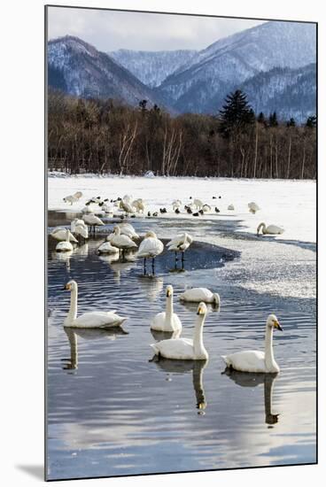 Japan, Hokkaido, Lake Kussharo. Whooper Swans swimming in lake-Hollice Looney-Mounted Premium Photographic Print