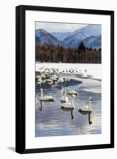 Japan, Hokkaido, Lake Kussharo. Whooper Swans swimming in lake-Hollice Looney-Framed Premium Photographic Print