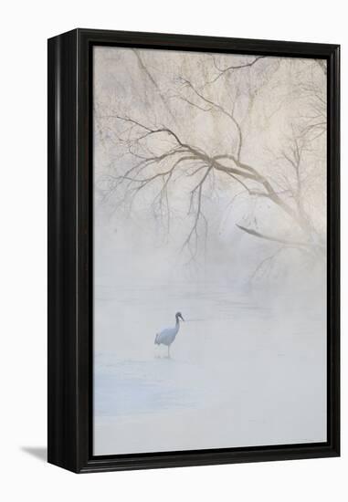 Japan, Hokkaido, Tsurui. Hooded Crane Walks in River at Sunrise-Jaynes Gallery-Framed Premier Image Canvas