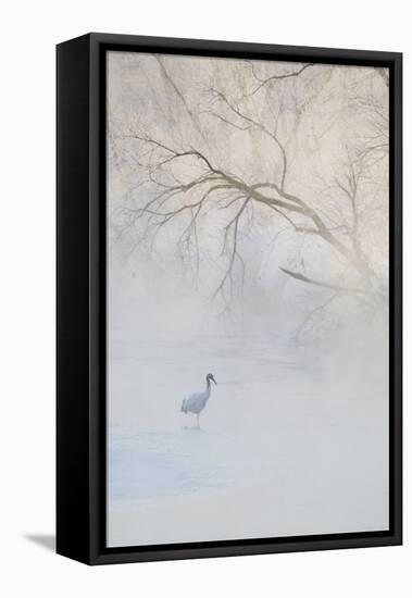 Japan, Hokkaido, Tsurui. Hooded Crane Walks in River at Sunrise-Jaynes Gallery-Framed Premier Image Canvas