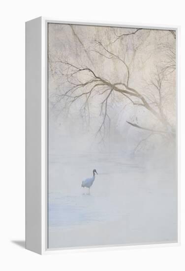 Japan, Hokkaido, Tsurui. Hooded Crane Walks in River at Sunrise-Jaynes Gallery-Framed Premier Image Canvas