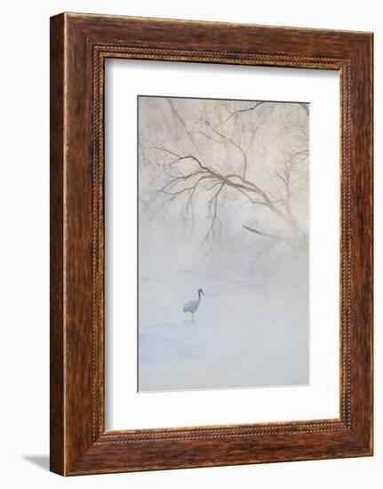 Japan, Hokkaido, Tsurui. Hooded Crane Walks in River at Sunrise-Jaynes Gallery-Framed Photographic Print