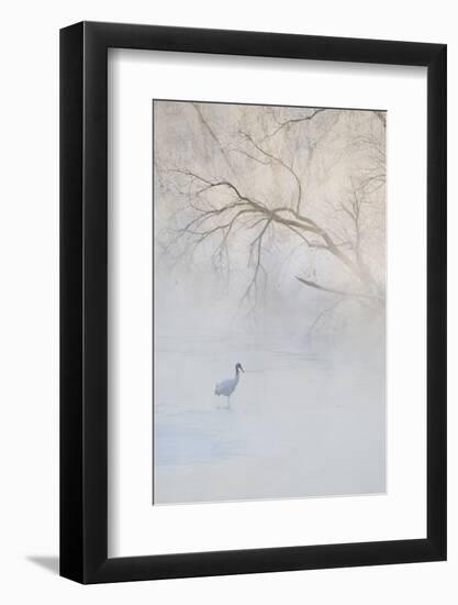 Japan, Hokkaido, Tsurui. Hooded Crane Walks in River at Sunrise-Jaynes Gallery-Framed Photographic Print
