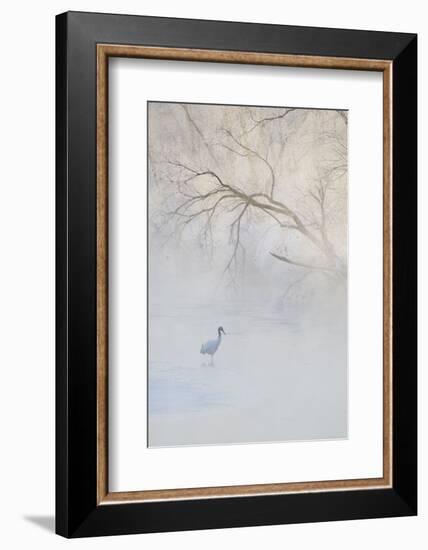 Japan, Hokkaido, Tsurui. Hooded Crane Walks in River at Sunrise-Jaynes Gallery-Framed Photographic Print