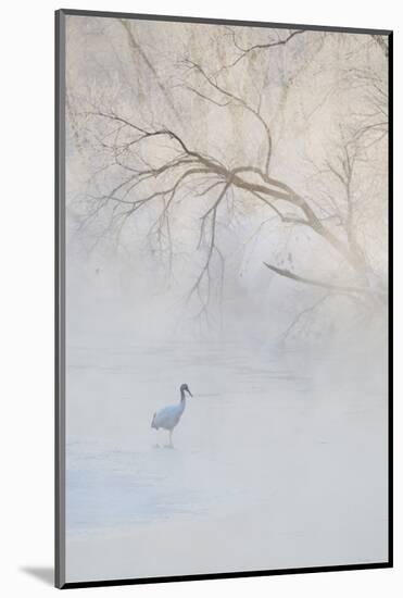 Japan, Hokkaido, Tsurui. Hooded Crane Walks in River at Sunrise-Jaynes Gallery-Mounted Photographic Print