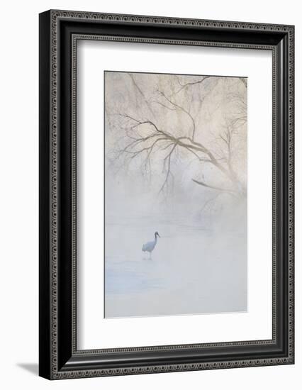 Japan, Hokkaido, Tsurui. Hooded Crane Walks in River at Sunrise-Jaynes Gallery-Framed Photographic Print