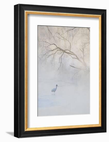 Japan, Hokkaido, Tsurui. Hooded Crane Walks in River at Sunrise-Jaynes Gallery-Framed Photographic Print