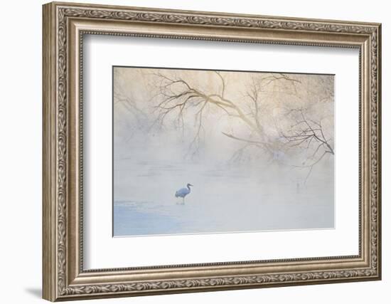 Japan, Hokkaido, Tsurui. Hooded Crane Walks in River at Sunrise-Jaynes Gallery-Framed Photographic Print