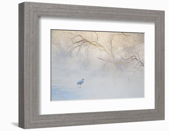 Japan, Hokkaido, Tsurui. Hooded Crane Walks in River at Sunrise-Jaynes Gallery-Framed Photographic Print