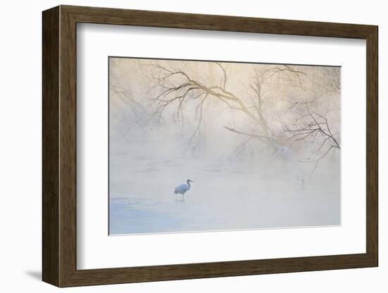 Japan, Hokkaido, Tsurui. Hooded Crane Walks in River at Sunrise-Jaynes Gallery-Framed Photographic Print