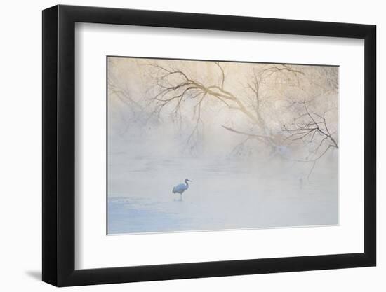 Japan, Hokkaido, Tsurui. Hooded Crane Walks in River at Sunrise-Jaynes Gallery-Framed Photographic Print