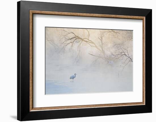 Japan, Hokkaido, Tsurui. Hooded Crane Walks in River at Sunrise-Jaynes Gallery-Framed Photographic Print