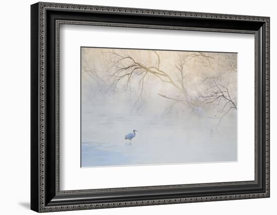 Japan, Hokkaido, Tsurui. Hooded Crane Walks in River at Sunrise-Jaynes Gallery-Framed Photographic Print