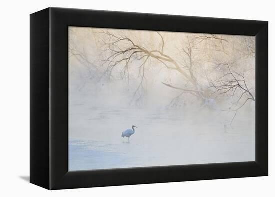 Japan, Hokkaido, Tsurui. Hooded Crane Walks in River at Sunrise-Jaynes Gallery-Framed Premier Image Canvas