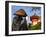 Japan, Honshu, Kansai Region, Kiyomizu-Dera, Shinto Priest Seeking Donations Wearing a Bamboo Hat-Gavin Hellier-Framed Photographic Print