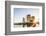 Japan, Honshu, Tokyo, Asakusa, Sumida River and Tokyo Sky Tree-Steve Vidler-Framed Photographic Print