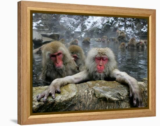 Japan Hot Spa Monkeys-Koji Sasahara-Framed Premier Image Canvas