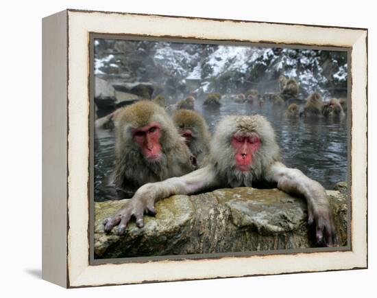 Japan Hot Spa Monkeys-Koji Sasahara-Framed Premier Image Canvas