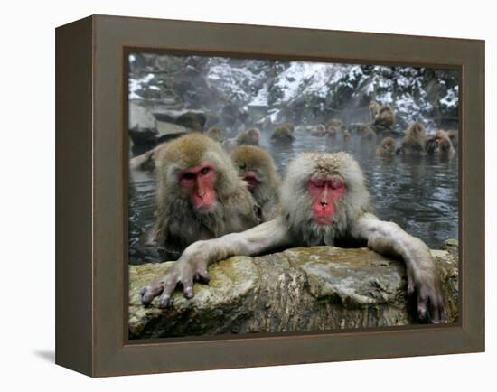 Japan Hot Spa Monkeys-Koji Sasahara-Framed Premier Image Canvas