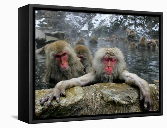 Japan Hot Spa Monkeys-Koji Sasahara-Framed Premier Image Canvas