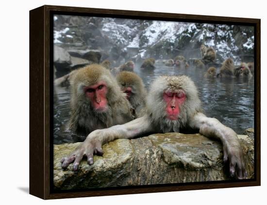 Japan Hot Spa Monkeys-Koji Sasahara-Framed Premier Image Canvas