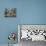 Japan Hot Spa Monkeys-Koji Sasahara-Framed Premier Image Canvas displayed on a wall
