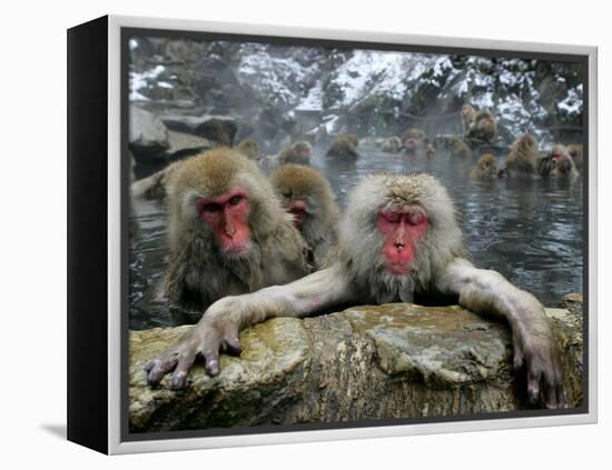 Japan Hot Spa Monkeys-Koji Sasahara-Framed Premier Image Canvas