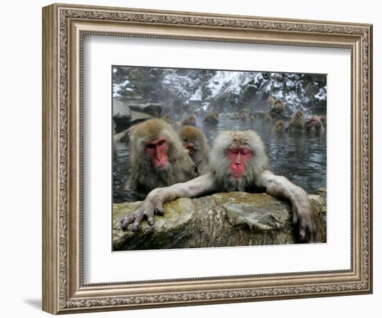 Japan Hot Spa Monkeys-Koji Sasahara-Framed Photographic Print