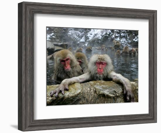 Japan Hot Spa Monkeys-Koji Sasahara-Framed Photographic Print