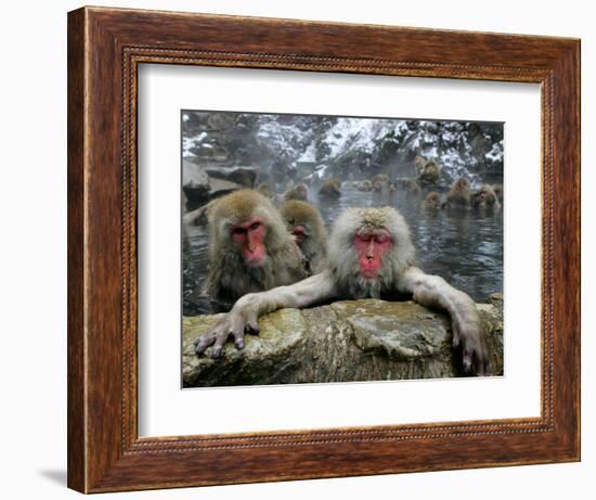 Japan Hot Spa Monkeys-Koji Sasahara-Framed Photographic Print