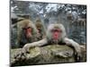 Japan Hot Spa Monkeys-Koji Sasahara-Mounted Photographic Print