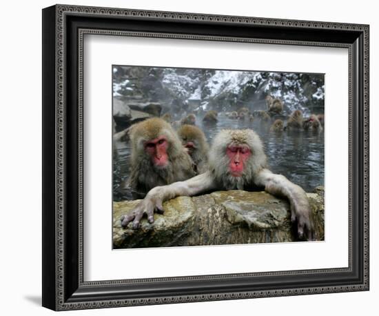 Japan Hot Spa Monkeys-Koji Sasahara-Framed Photographic Print