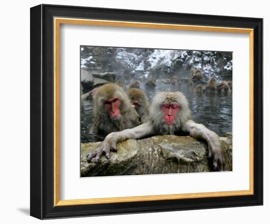 Japan Hot Spa Monkeys-Koji Sasahara-Framed Photographic Print