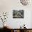 Japan Hot Spa Monkeys-Koji Sasahara-Photographic Print displayed on a wall