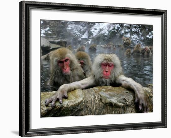 Japan Hot Spa Monkeys-Koji Sasahara-Framed Photographic Print