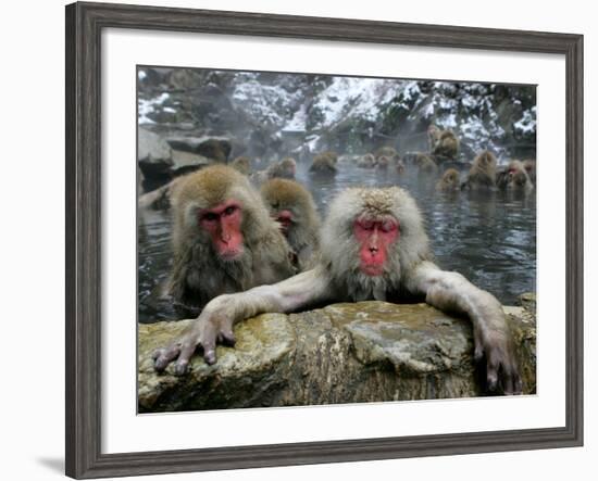 Japan Hot Spa Monkeys-Koji Sasahara-Framed Photographic Print